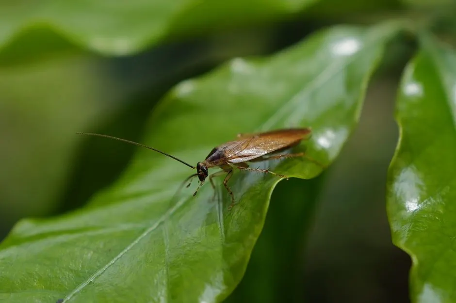 Close-up image of a cockroach sitting on a green leaf, showcasing insect detail.