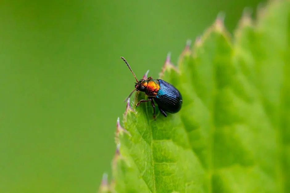 Close-up of a colorful willow flea beetle sitting on a green leaf, highlighting its iridescent colors.