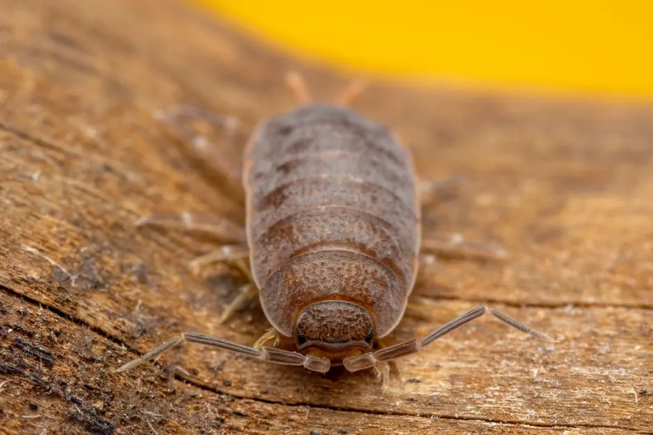 Extreme close-up of a woodlouse on natural wood texture, highlighting its features.