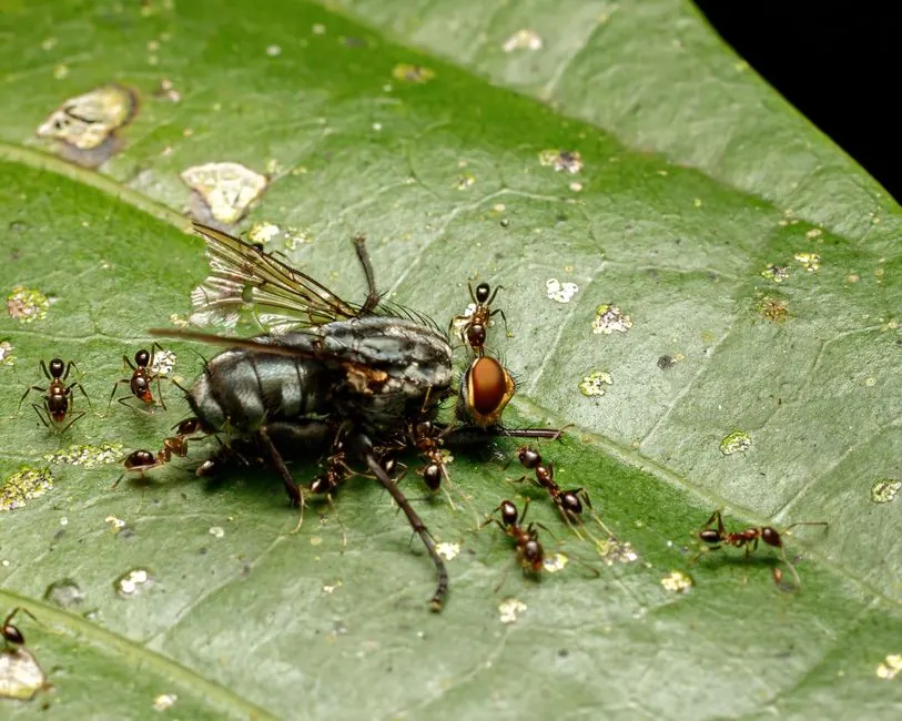 Intricate macro shot of ants scavenging a fly on a leaf. Nature's tiny ecosystem in action.