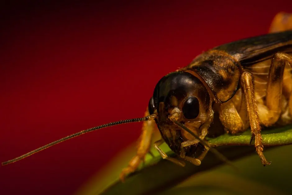 Macro shot of a cricket resting on a leaf with a vibrant red background.
