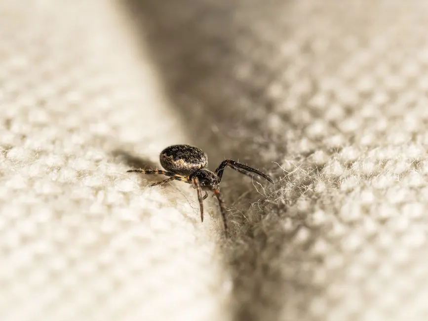 Macro shot of a spider crawling on light-colored textured fabric. High detail and focus.