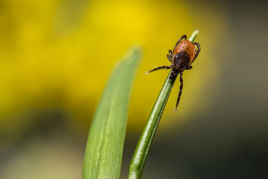Macro shot of a tick perched on a green leaf stem against a blurred yellow background.